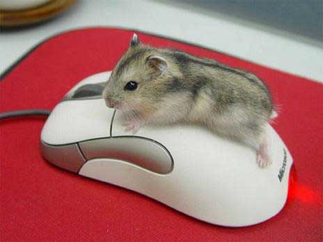 this mouse is
