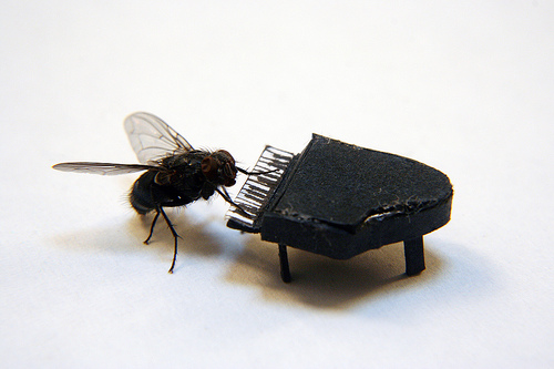The Adventures Of Mr.Fly.