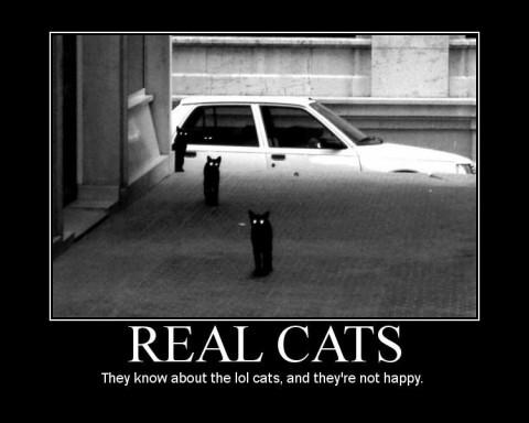 sorry i tried meme - Real Cats They know about the lol cats, and they're not happy.