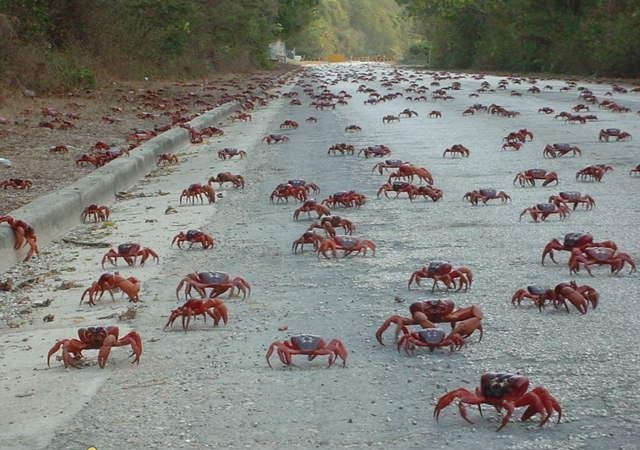 Crab crossing