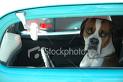 Dogs Driving