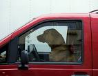 Dogs Driving