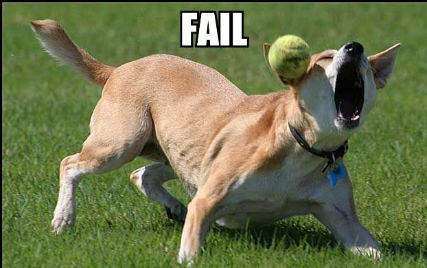 This dog gets pwned