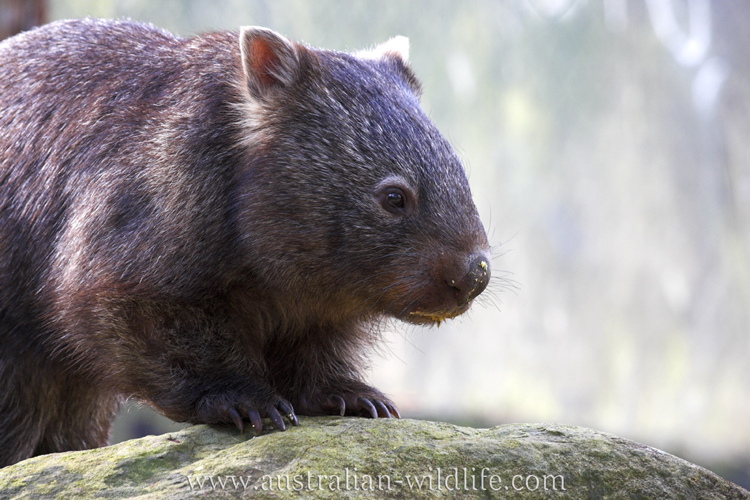 What is a Wombat?