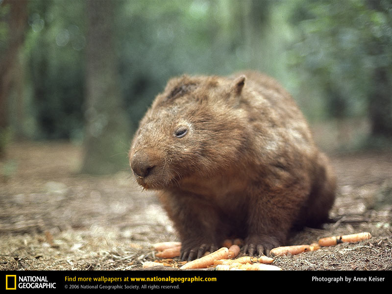 What is a Wombat?