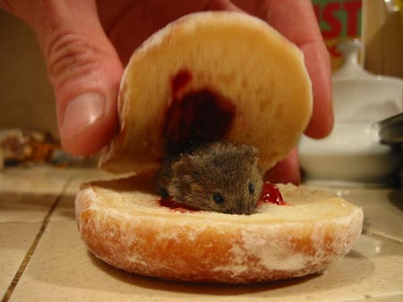 Mice Found in Food