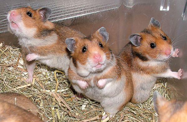 hamsters