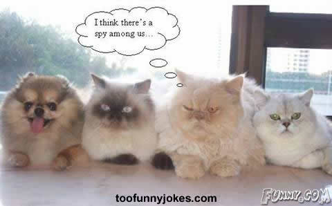 these cats are funny
