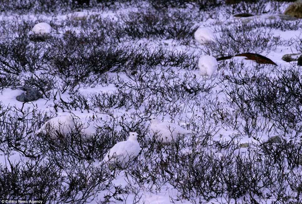White Tailed Ptarmigan