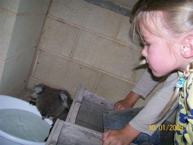 Koala given bowl of water