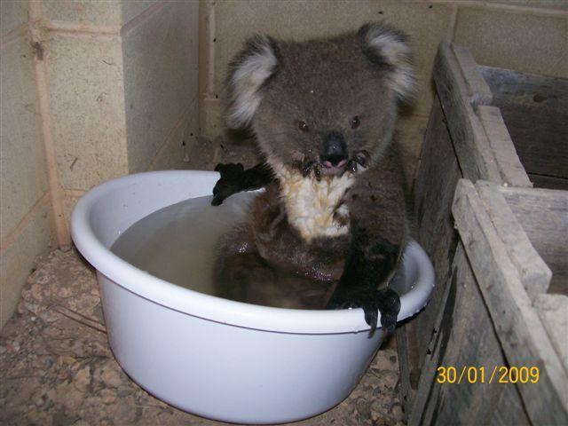 Koala climbs in like a pool