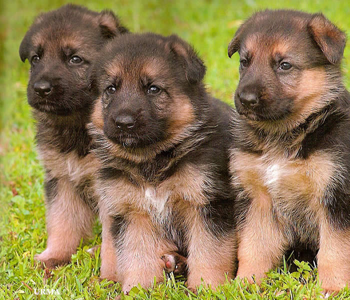 check out these three dogs !! super cute D
