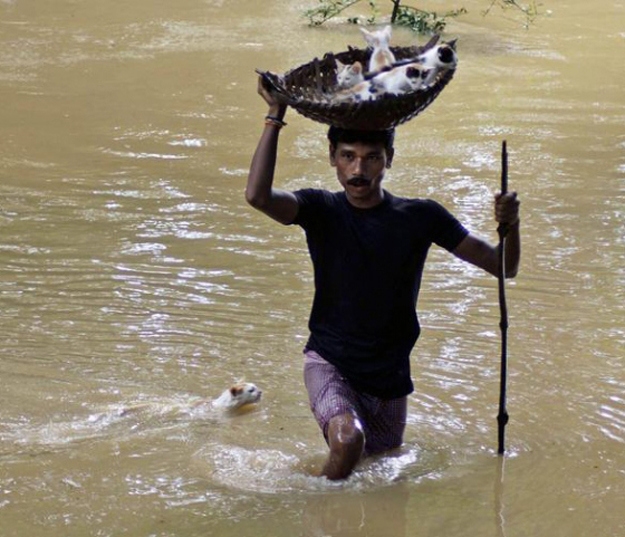 This picture of a villager carrying stranded kittens to dry land during floods in Cuttack City, India.