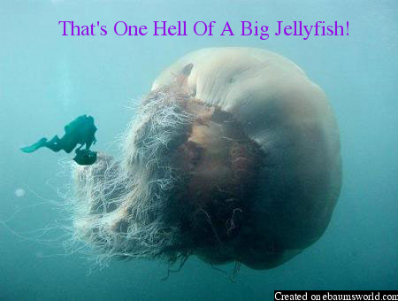 That's One Hell Of A big Jellyfish!
