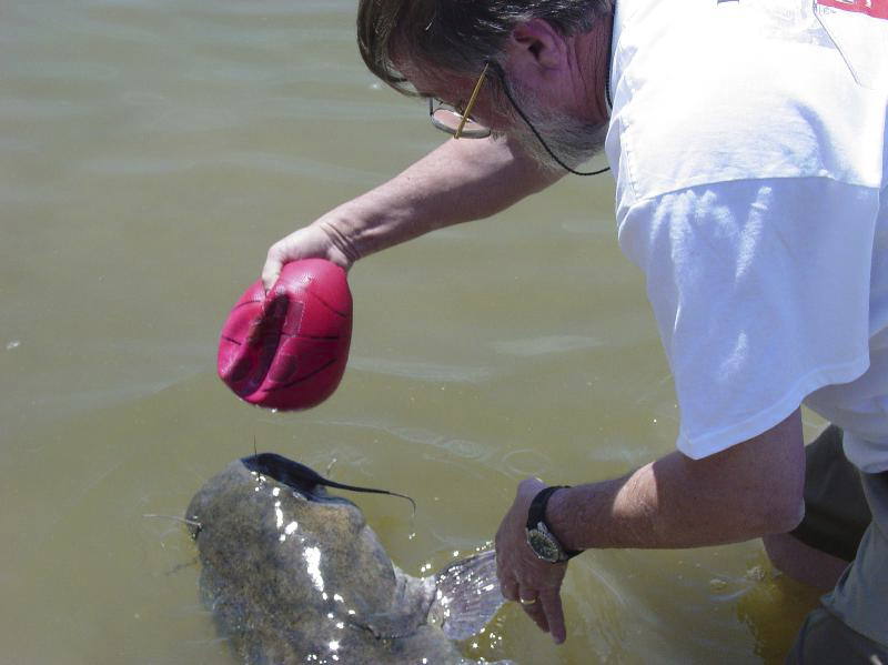 slicing a hole in it, ,the fish lived