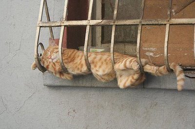sleeping kittens