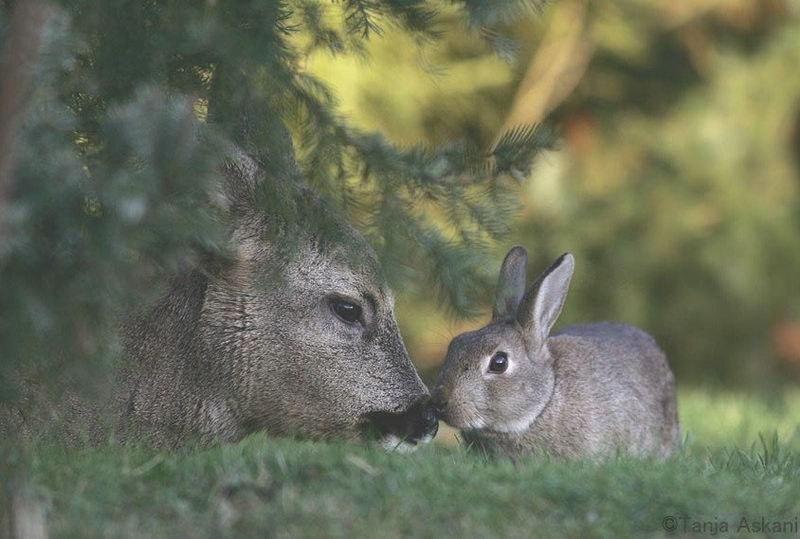 Bambi and Thumper caught on film
