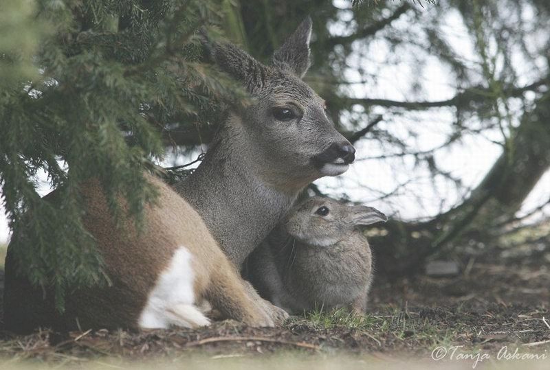 Bambi and Thumper caught on film