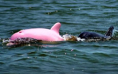 The dolphin has been named Pinky