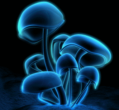 Cool shrooms pic