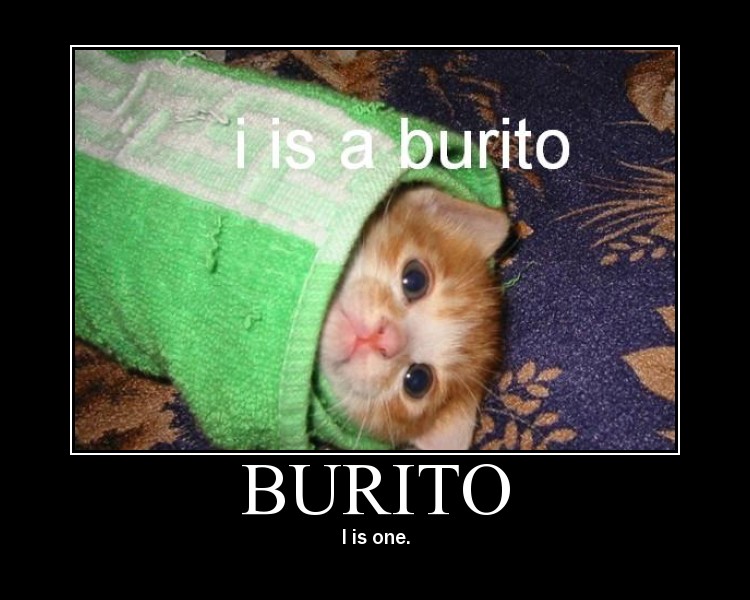 Burrito cat