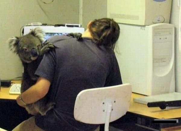 I'm sorry Allen, could you please re-send that print? My Koala is pestering me again....