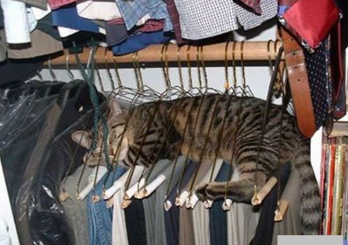 Once again, I just can't seem to find the damn cat.