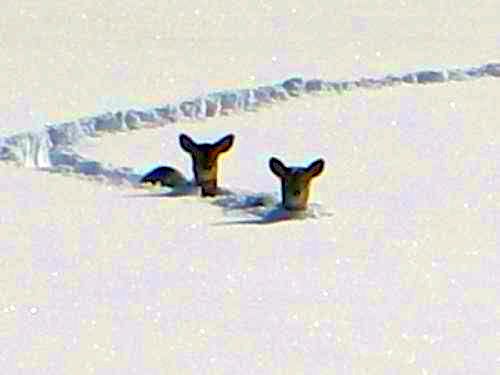 Summer's almost here in Wisconsin ... We can now see the deer moving around. Yep, won't be long.