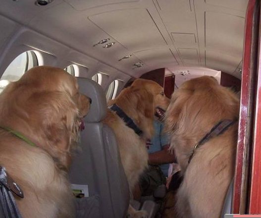 Dogs On A Plane.