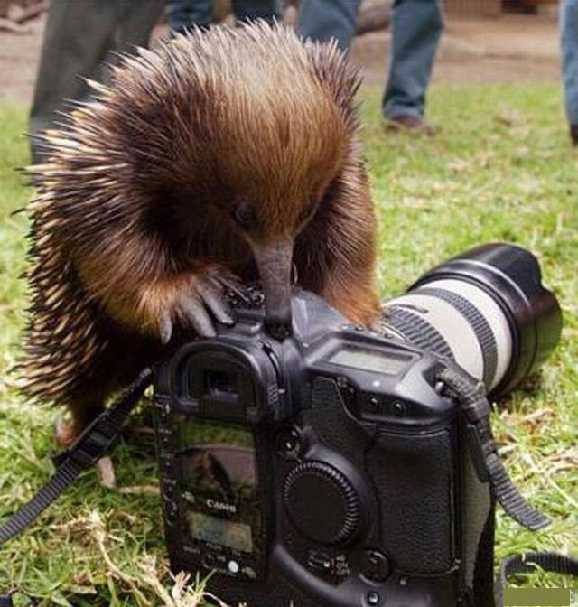 Excuse me, I thought I saw an ant on your camera ...
