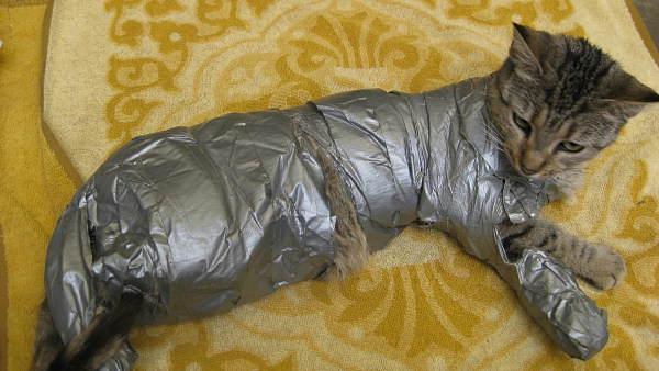 The Pennsylvania SPCA is offering a 1,000 for information that leads to the conviction of the person who duct taped this cat found by Law Enforcement yesterday in Philadelphia. Someone needs to find the guy and beat the hell out of him.

