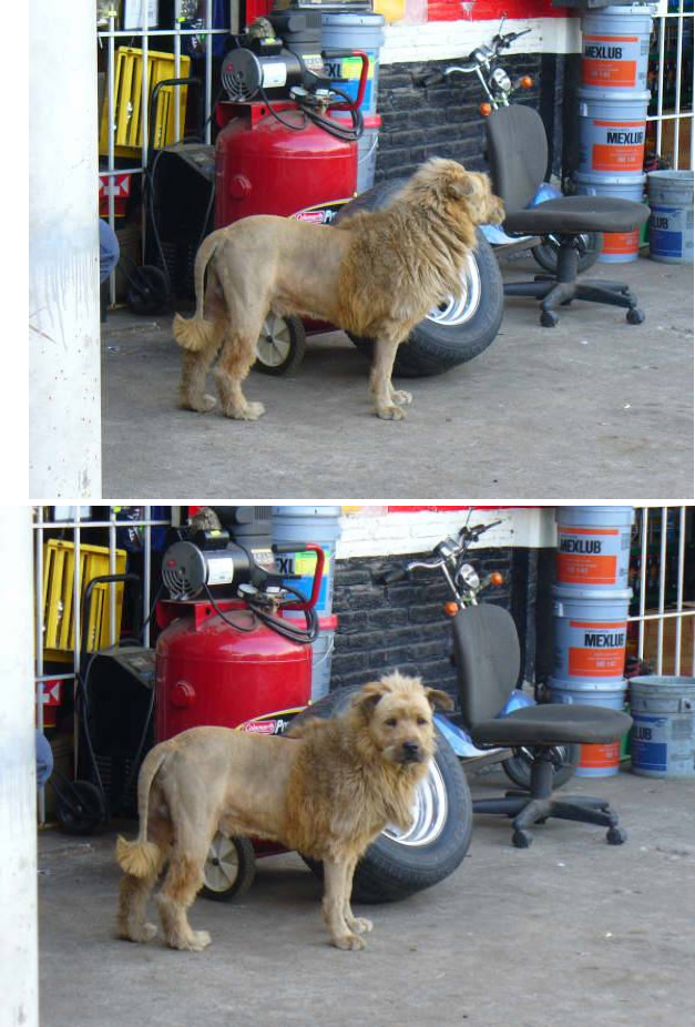 The guy was sick and tired of thugs breaking into his garage shop to steal tools etc. ... So he came up with this idea ... He put the word out that he had just purchased a new Mexican Lion. ... The animal was trained to attack anyone breaking in or climbing his fence. ... Would-be thieves, apparently saw the "Lion" from a distance and fled empty handed.