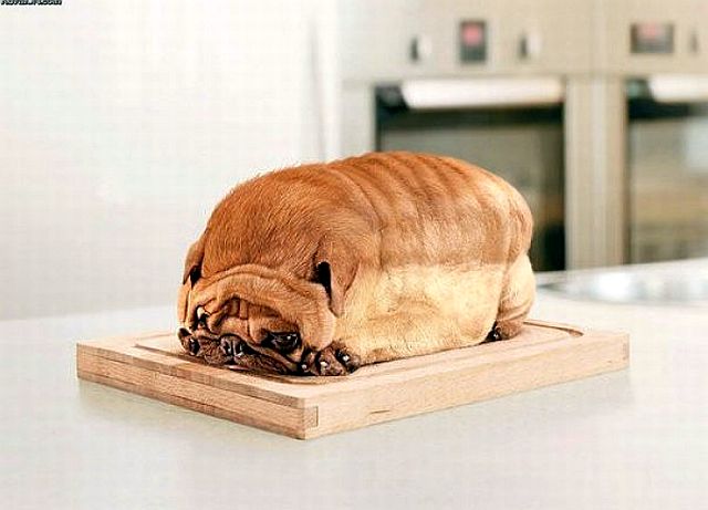 (Now all he does is 'loaf' around.)