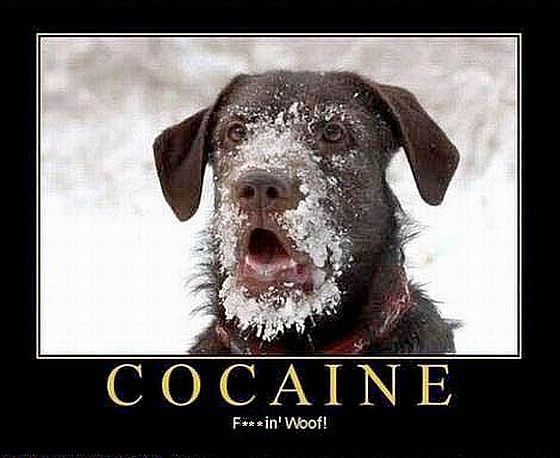 COCAINE - can make dogs talk?