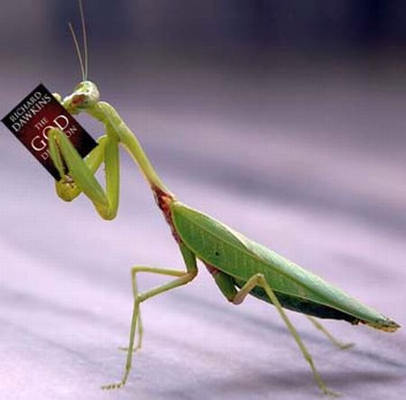 The Rational Mantis ...