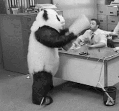 Some even say Pandas are like STEEL because they are worthless when they lose their TEMPER.