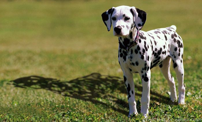 Also, if  this Dalmatian was computer literate, would his BARK be worse than his BYTE?