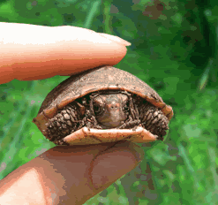 WARNING! Don't squeeze too hard, you'll have a TURTLE disaster.