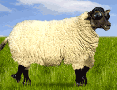 Thought I'd post this to give a few of you some SHEEP THRILLS! Don't tell anyone, that's a real sheep, and not shopped'. R2