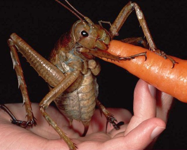 It's a  'Weta' ... and that specimen pictured, isn't even the largest. I wonder what they taste like? 
