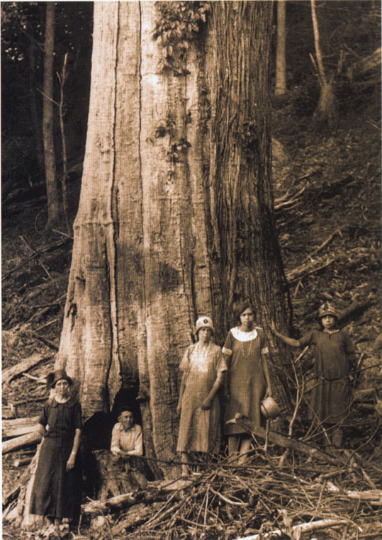 mrsquirtlejeans ancestors love wood also 