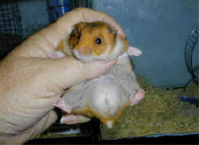 hamster testicles normal