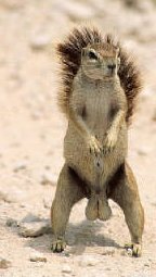 squirrel nuts