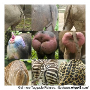 Animal Butts - Gallery