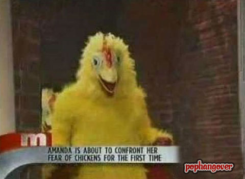 daytime tv meme - Amanda Is About To Confront Her Fear Of Chickens For The First Time pophangover