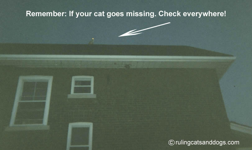 Missing cats!