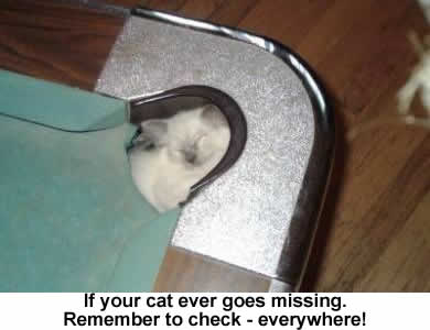 Missing cats!