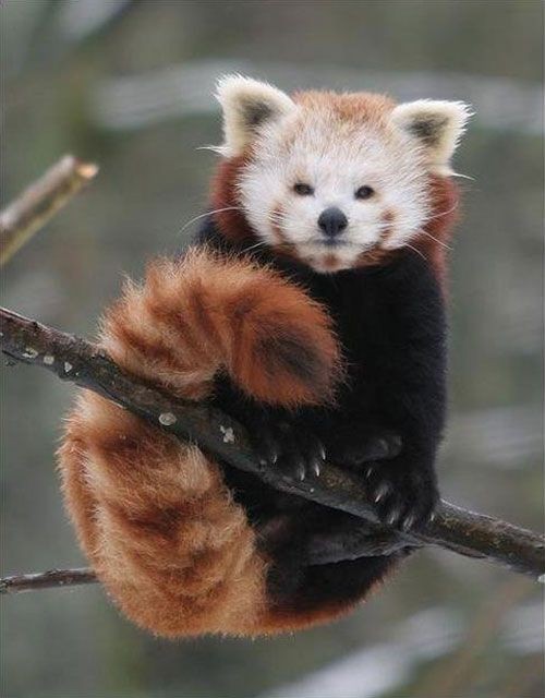 Red panda!