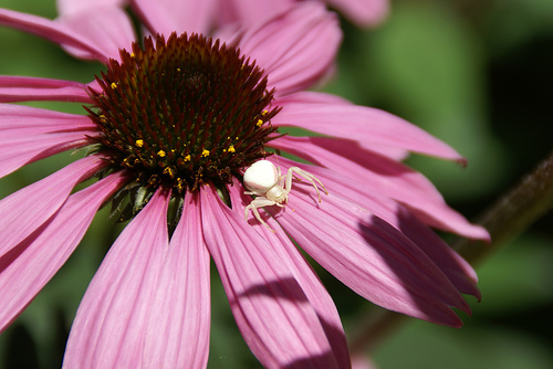 Flower to Enjoy