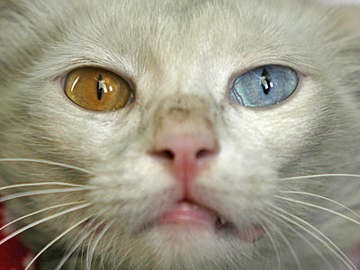 Kitty has one brown eye and one blue eye and is a mixture of Persian and Siamese. And Kitty comes from Riyadh. 